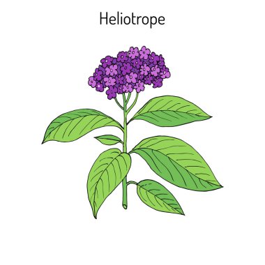 Bahçe kediotu Heliotropium peruvianum, güzel kokulu bitki