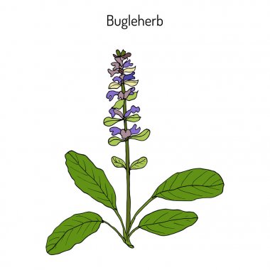 Bugleweed Ajuga reptans veya mavi boru, bugleherb, carpetweed