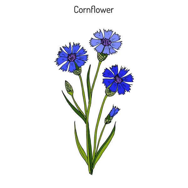Centaurea cyanus Cornflower, planta medicinal e mel — Vetor de Stock