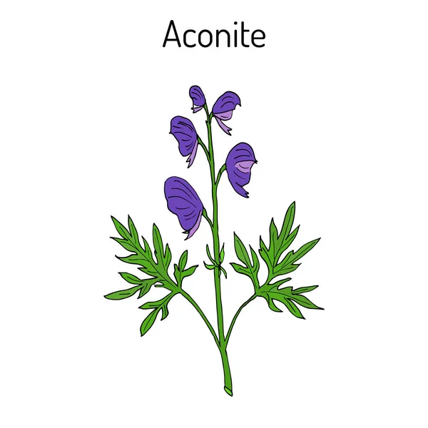 Aconito Aconitum napellus, planta con flores — Vector de stock