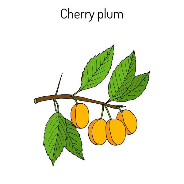 Ветка черешневой сливы Prunus cercfera с плодами — стоковый вектор