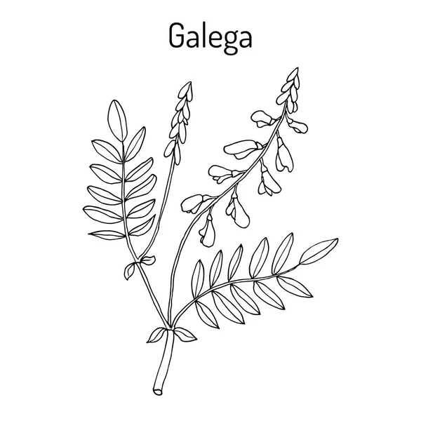 Galega Galega officinalis, keçi s-rue, Fransız leylak, İtalyan fitch veya Profesör otu, şifalı bitki — Stok Vektör