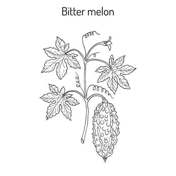 Bitter meloen of balsam-pear Momordica charantia — Stockvector