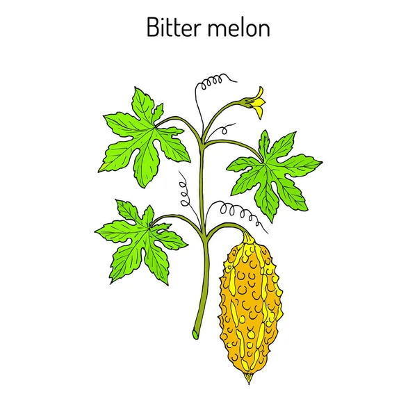 Bitter meloen of balsam-pear Momordica charantia — Stockvector