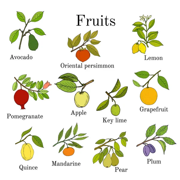 Gran conjunto de iconos de frutas de colores manzana, pera, ciruela, limón, aguacate, caqui, granada, lima, pomelo, membrillo, mandarina — Archivo Imágenes Vectoriales