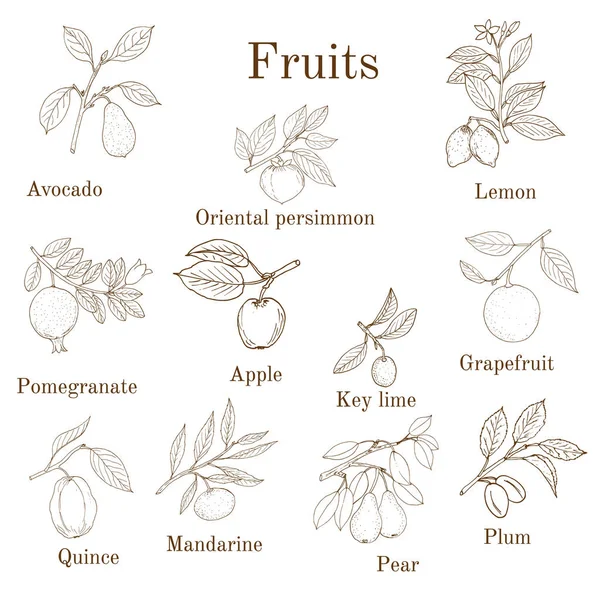 Gran conjunto de iconos de frutas de colores manzana, pera, ciruela, limón, aguacate, caqui, granada, lima, pomelo, membrillo, mandarina — Vector de stock