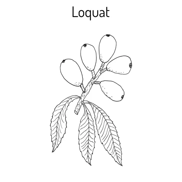 Chinese pruim Eriobotrya japonica, of Japanse Mispel, Loquat, pipa, vruchten en bladeren — Stockvector