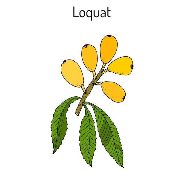 Loquat Eriobotrya japonica, o níspero japonés, ciruela china, pipa, frutas y hojas — Vector de stock