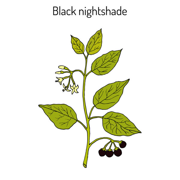 European black nightshade Solanum nigrum or duscle, garden huckleberry, petty morel, wonder berry, popolo