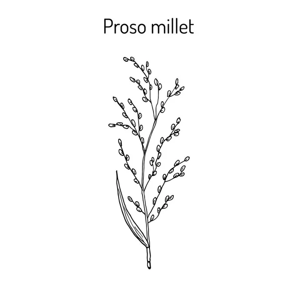 Proso millet Panicum miliaceum — Διανυσματικό Αρχείο