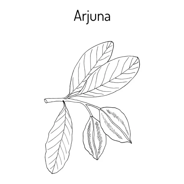 Arjuna Terminalia arjuna, atau pohon arjun, kumbuk - Stok Vektor