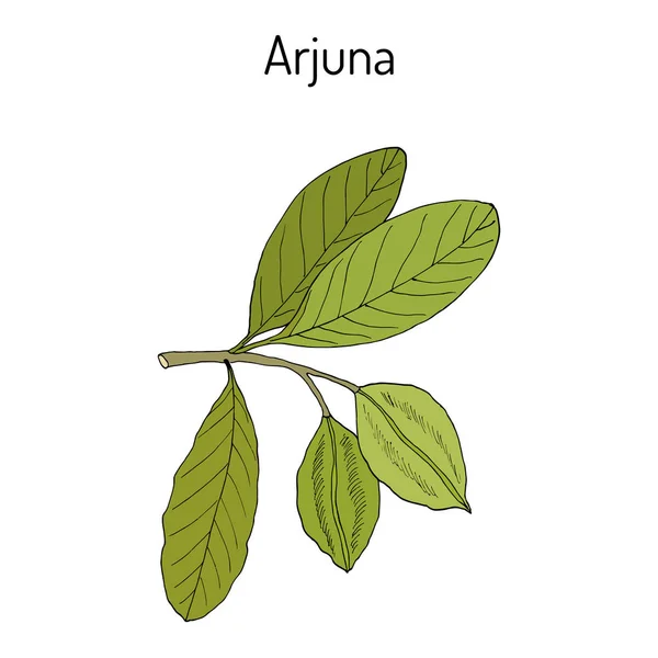 Arjuna Terminalia arjuna, o árbol arjun, kumbuk — Vector de stock