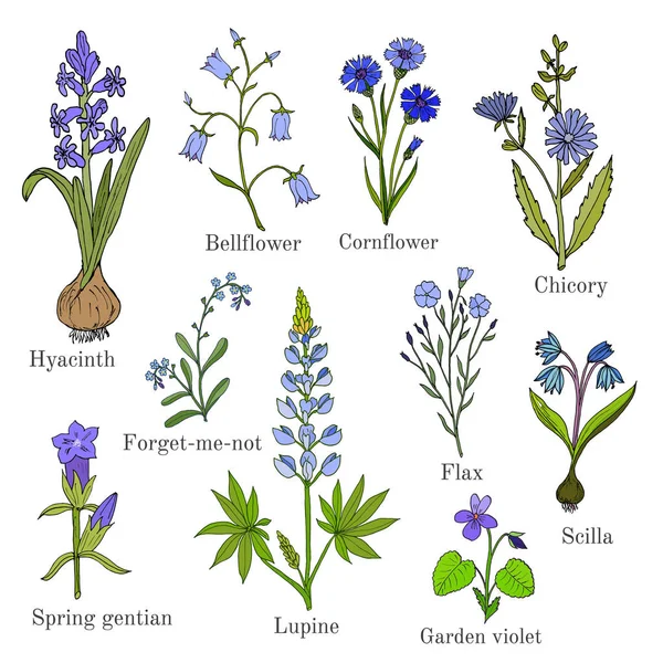 Conjunto de flores azuis plantas — Vetor de Stock