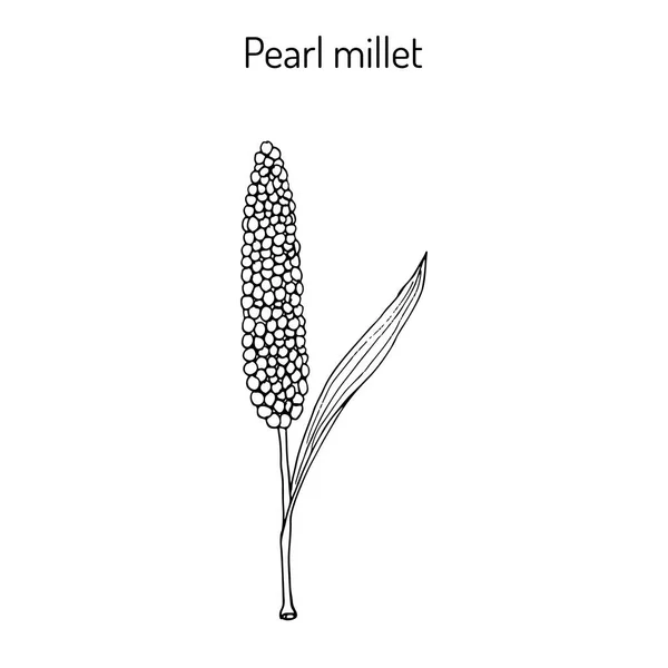 Millet di perle Pennisetum glaucum, cereale . — Vettoriale Stock