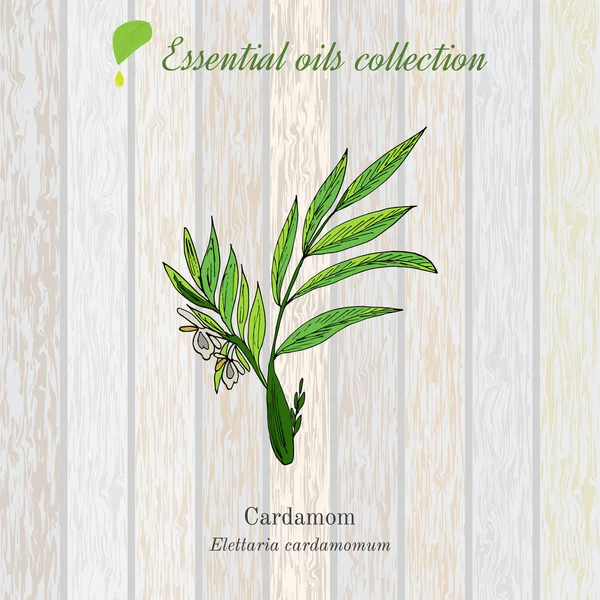 Cardamon verde, etiqueta de aceite esencial, planta aromática — Vector de stock