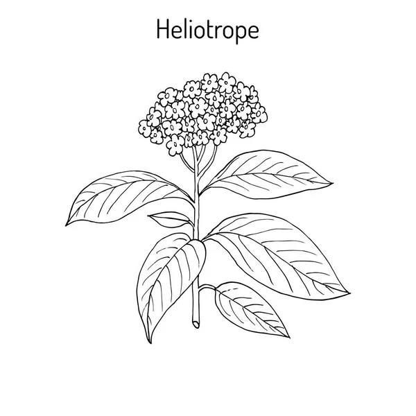 Héliotrope de jardin Heliotropium peruvianum, plante vivace parfumée — Image vectorielle