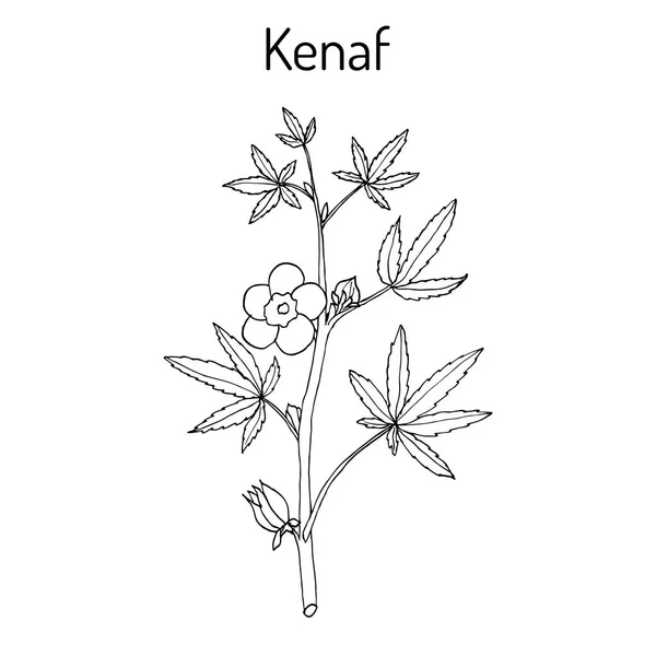 Kenaf Hibiscus cannabinus , or Deccan hemp, or Java jute — Stock Vector