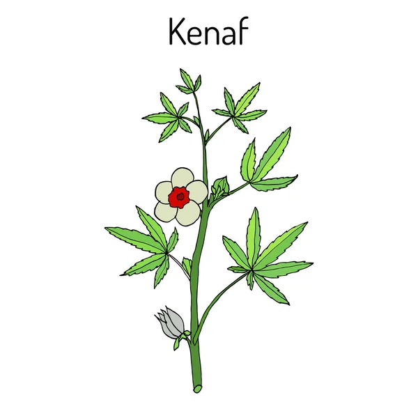 Kenaf Hibiscus cannabinus, o cáñamo Deccan, o yute Java — Vector de stock