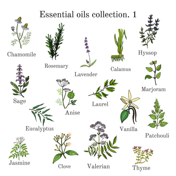 Illóolaj növények gyűjteménye. Kézzel rajzolt ector illusztráció — Stock Vector