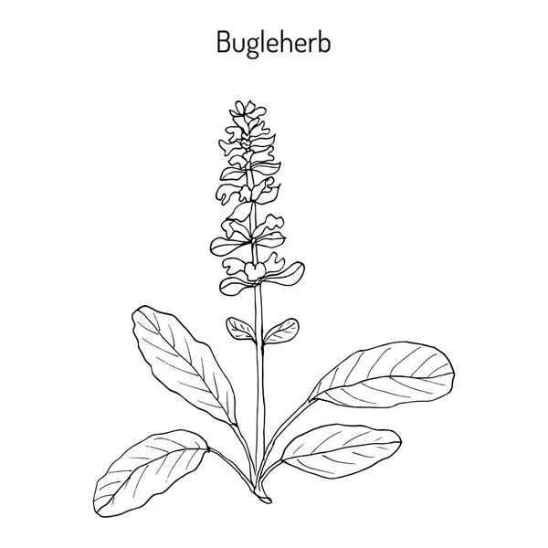 Bugleweed Ajuga reptans, o tromba blu, bugleherb, moquette — Vettoriale Stock