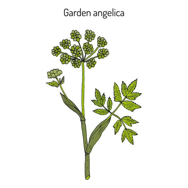 Jardín angelica Angelica archangelica, o apio silvestre — Vector de stock