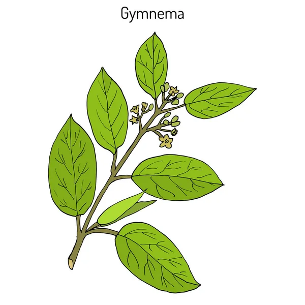 Gymnema sylvestre, or cowplant, gurmari, medicinal plant — Stock Vector