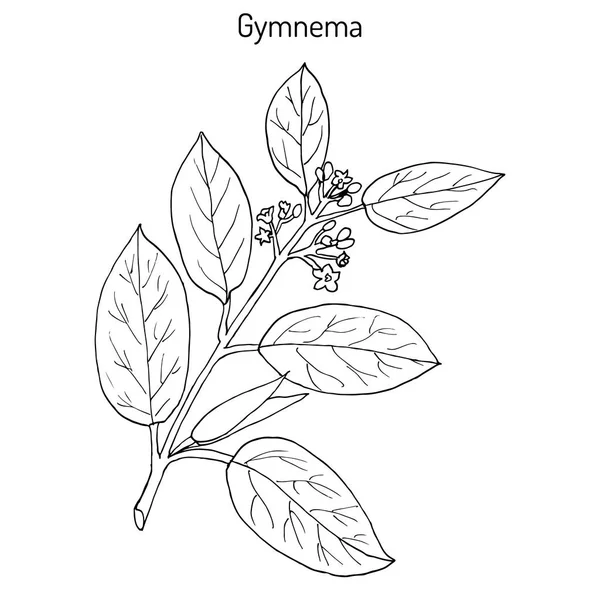 Gymnema sylvestre, o cowplant, gurmari, planta medicinal — Archivo Imágenes Vectoriales