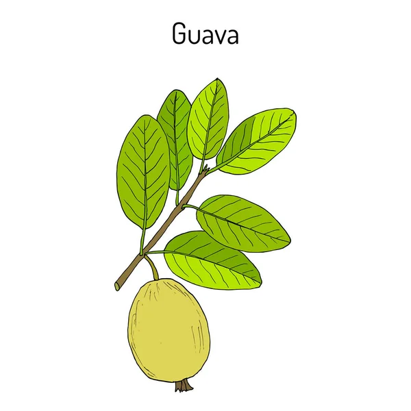 Yellow guava Psidium guajava , tropical fruit — Stock Vector