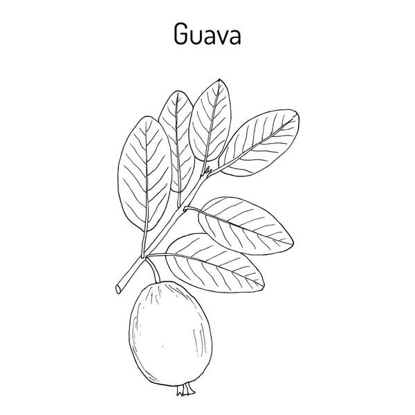 Guayaba amarilla Psidium guajava, fruta tropical — Vector de stock