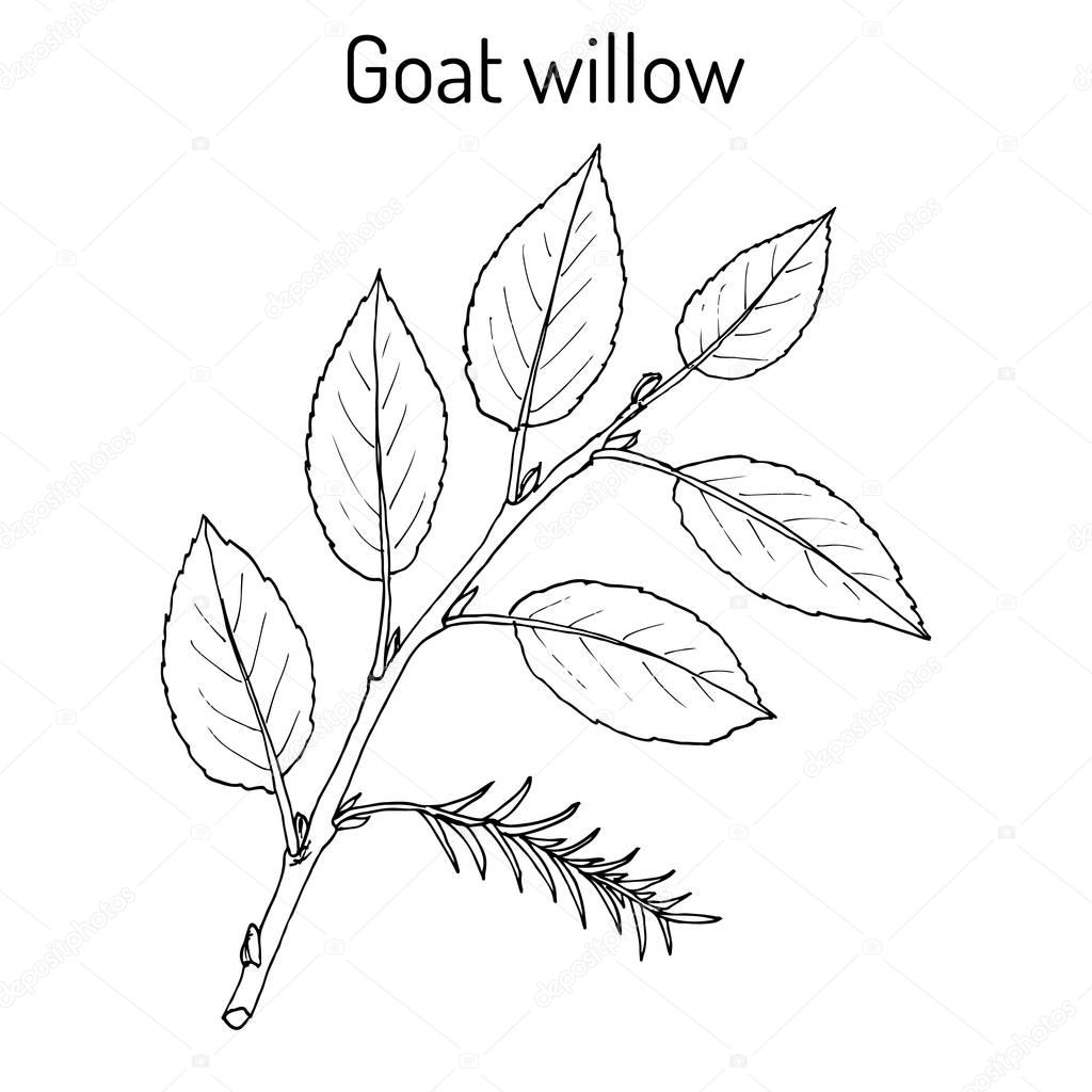 Goat Willow Salix caprea