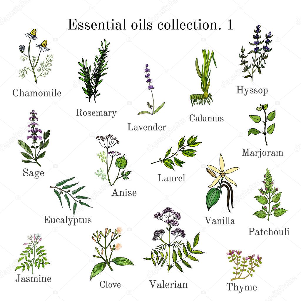 Set of essential oil plants. Hand drawn ector illustration