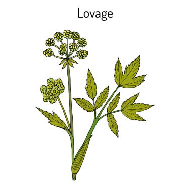 Selâmotu levisticum officinale, mutfak ve şifalı ot