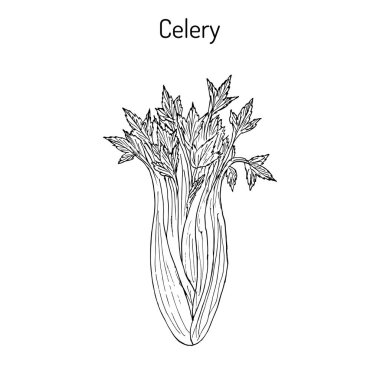 Kereviz Apium graveolens, sebze bitki