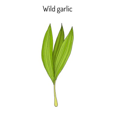 Yabani pırasa, ayı Allium ursinum veya ramsons, buckrams, tıbbi bitki sarımsak.