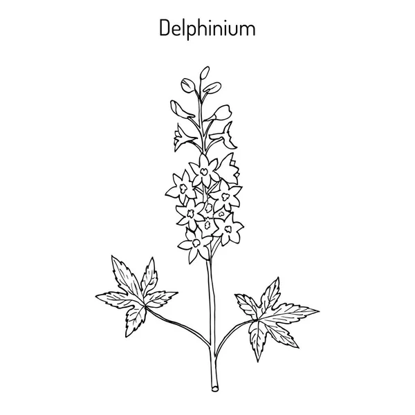 Alpejskie delphinium Delphinium Elatus lub świeca Ostróżka - roślin ozdobnych i leczniczych — Wektor stockowy