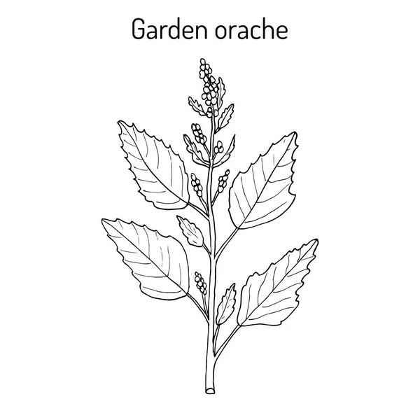 정원 orache Atriplex hortensis 또는 빨간색 아 라 흐, 프랑스 시금치 — 스톡 벡터