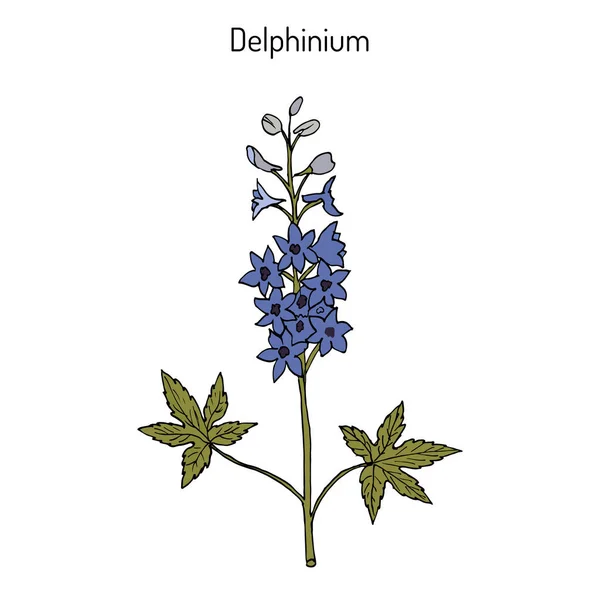 Delphinium alpino Delphinium elatum, o larkspur vela - planta ornamental y medicinal — Vector de stock