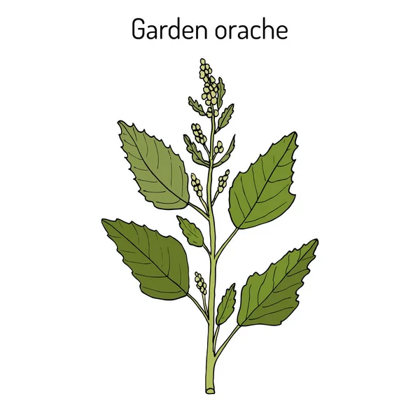 Orache de jardín Hortensis atriplex, o arrach rojo, espinacas francesas — Vector de stock