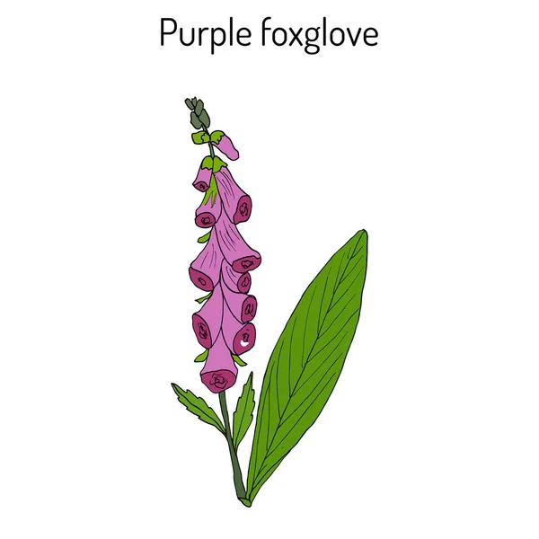 Foxglove Digitalis purpurea planta medicinal y floreciente — Vector de stock