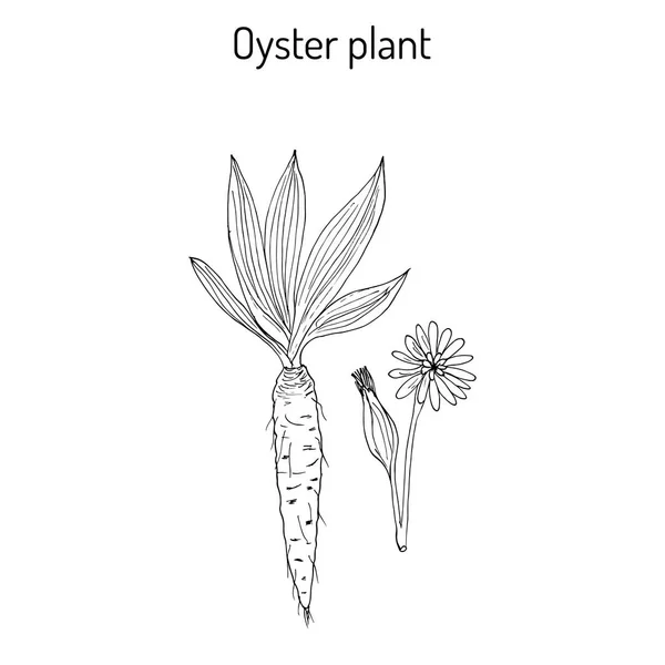 Barba de cabra Tragopogon dubius, o salsifíes amarillos, barba de cabra occidental, ostra silvestre - planta comestible — Vector de stock