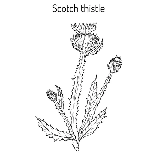 Algodón o cardo escocés Onopordum acanthium, planta medicinal — Vector de stock