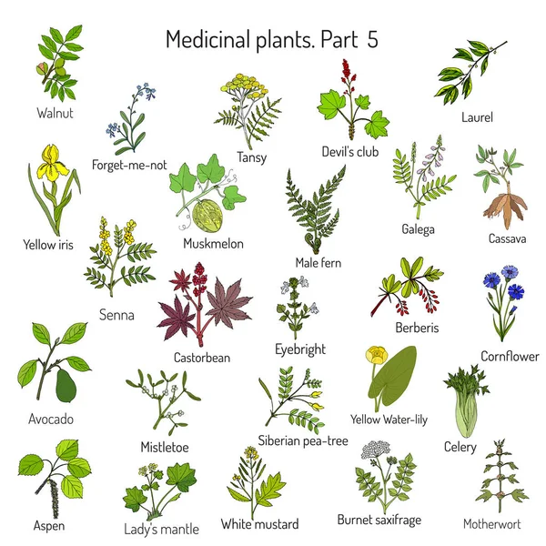 Coleção vintage de ervas e plantas medicinais desenhadas à mão — Vetor de Stock
