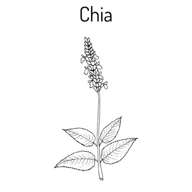 Chia Salvia hispanica sağlıklı superfood