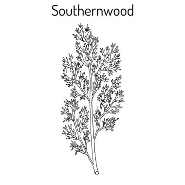 Southernwood artemisia abrotanum veya delikanlı s aşk, Güney pelin, şifalı bitki