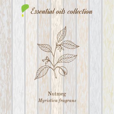 Saf esansiyel yağı koleksiyon, küçük hindistan cevizi. Ahşap doku arka plan