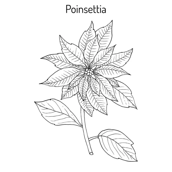 Poinsettia Euphorbia pulcherrima, рождественская звезда — стоковый вектор