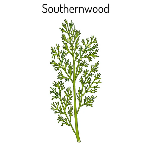 Legno del sud artemisia abrotanum, o amore del ragazzo, assenzio del sud, pianta medicinale — Vettoriale Stock