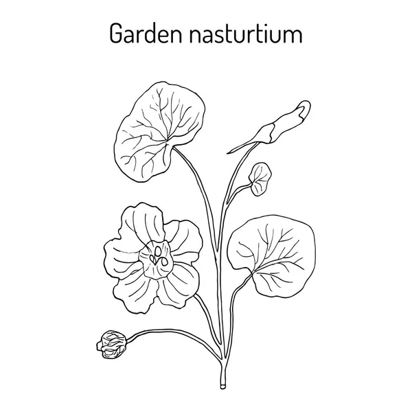 Tuin nasturtium Tropaeolum majus, of Indische of monniken tuinkers. Sier- en medicinale plant — Stockvector