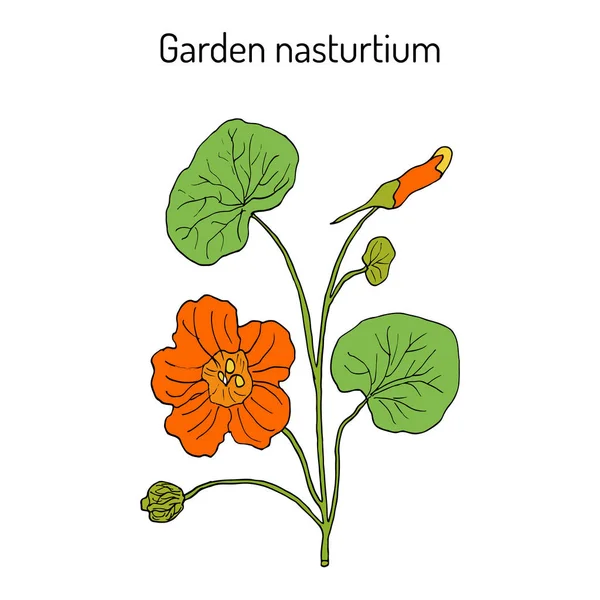 Bahçe nasturtium Tropaeolum majus, Hint ya da rahipler tere. Süs ve şifalı bitki — Stok Vektör