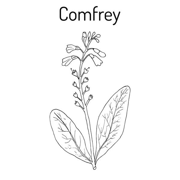 Comfrey Symphytum officinale, ou conjunto de ossos, malhas, raízes escorregadias, plantas medicinais . —  Vetores de Stock